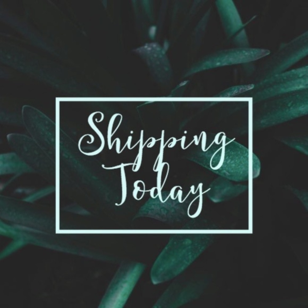 🚨‼️Shipping today! Get your orders in! ☀️